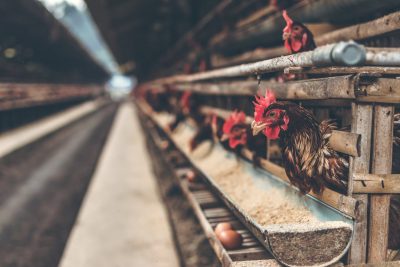 rooster in brown wooden coop